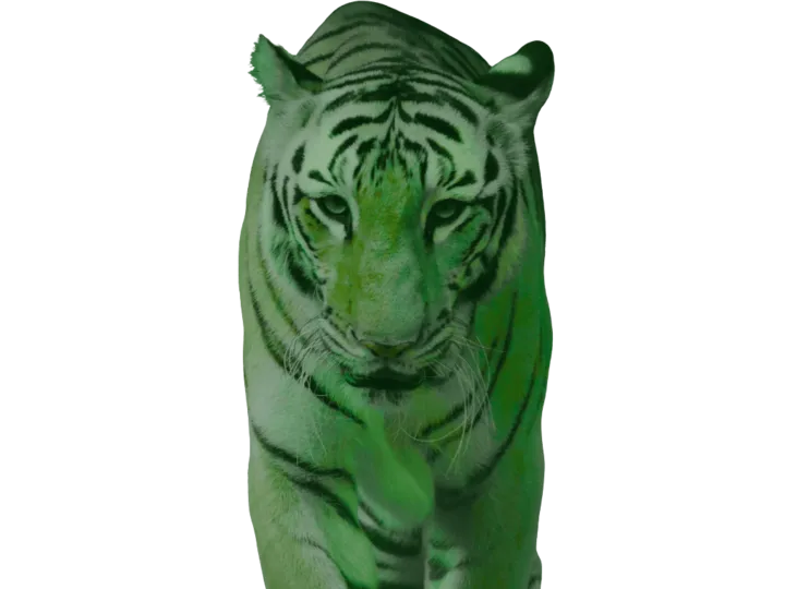 Sibirischer Tiger Nationaltier Südkorea