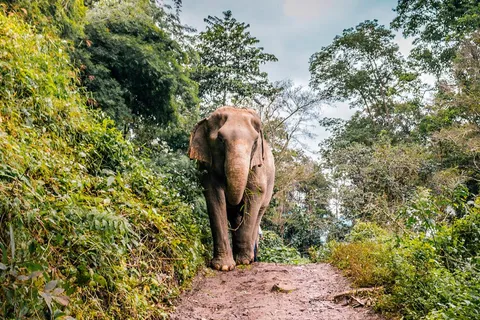 Elefanten bei einer Abenteuerreise mit globerocker in Thailand sehen