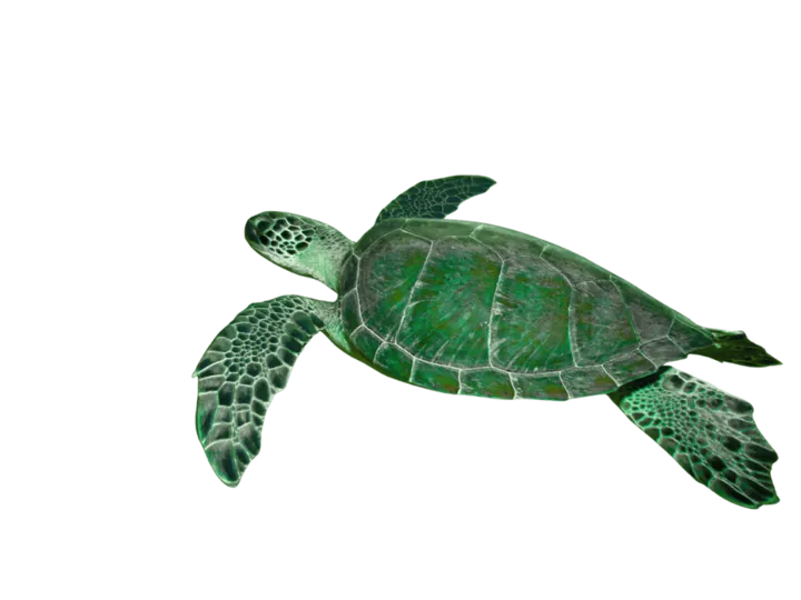 Schildkröte in Australien auf einer Abenteuerreise mit globerocker