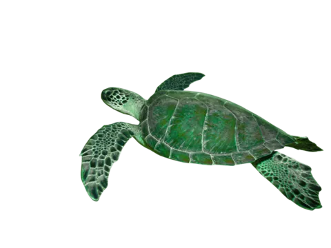 Schildkröte in Australien auf einer Abenteuerreise mit globerocker