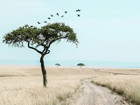 Savanne in Kenia bei einer Gruppenreise mit globerocker