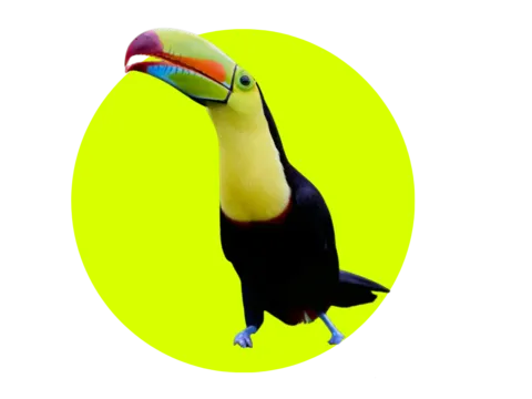 Tucan Vogel Costa Rica