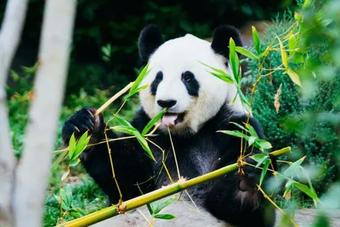 Pandas auf einer Gruppenreise nach China mit globerocker