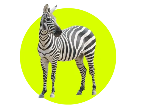 Zebra in Kenia bei einer Gruppenreise mit globerocker