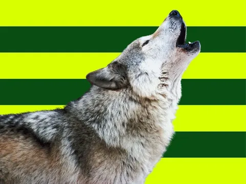 Wolf in Europa vor gestreiftem globerocker Hintergrund