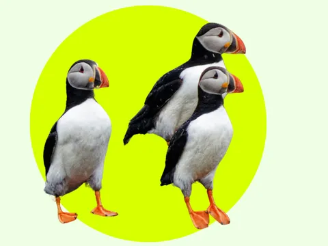 Papageientaucher in Island