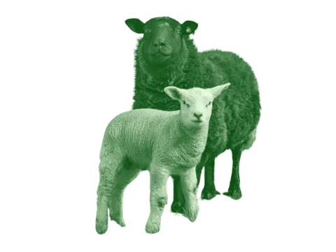 Grüne Schafe