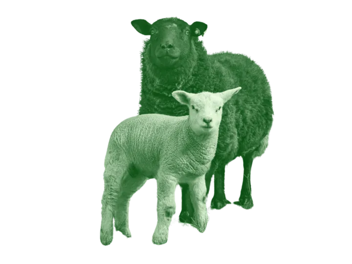 Grüne Schafe