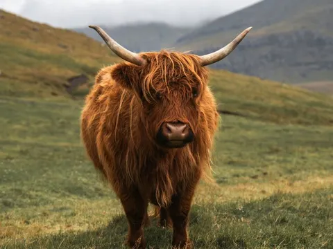 Entdecke die Highlands von Schottland auf einer Gruppenreise mit globerocker
