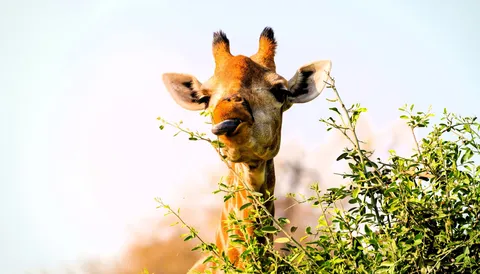 globerocker Reise nach Botswana