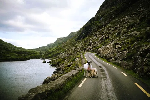 Schafe bei einem Roadtrip durch Irland