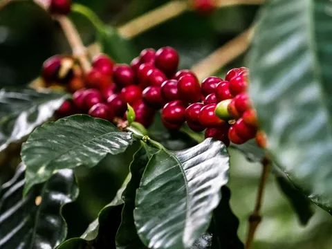 Probiere Kaffee in Kolumbien bei einer Gruppenreise mit globerocker