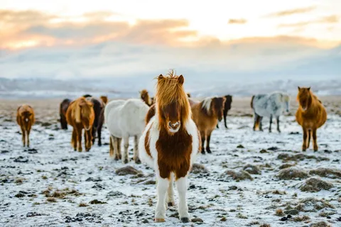 Islandpferde bei einer Gruppenreise im Winter