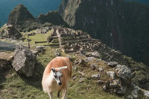 Lama am Macchu Picchu bei einer Reise in Peru