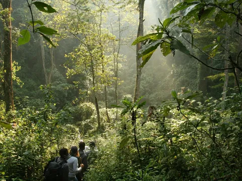 Regenwald in Uganda bei einer Reise im Osten Afrikas