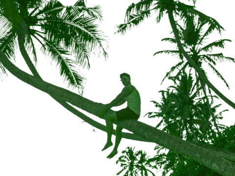 Palmen in Sri Lanka mit globerocker entdecken