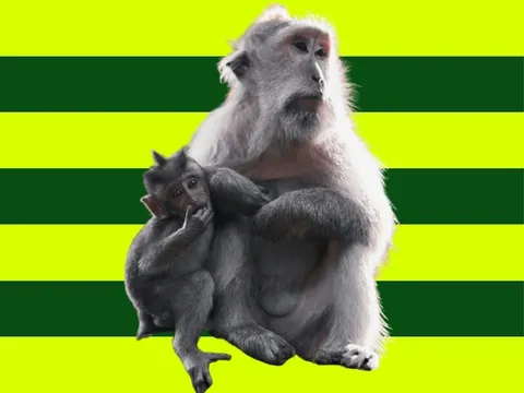 Affen in Asien vor globerocker Hintergrund