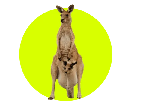 Känguru in Australien bei einer Abenteuerreise mit globerocker