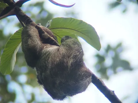 Faultier in Costa Rica