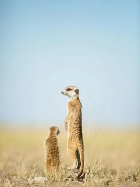 globerocker Reisen nach Botswana