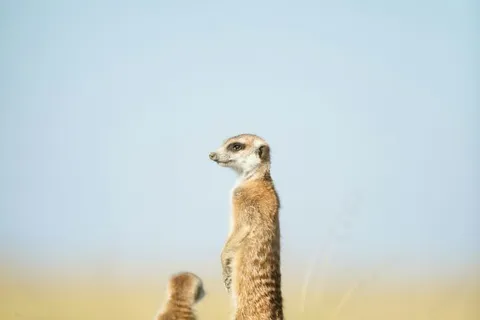 Erdmännchen in Botswana bei einer Abenteuerreise mit globerocker