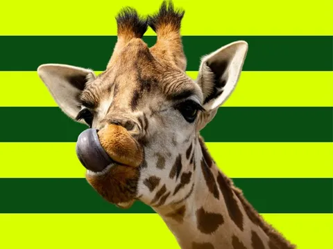 Giraffe vor gestreiftem globerocker Hintergrund