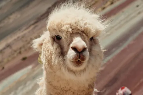 Alpaka bei einer Reise in Peru