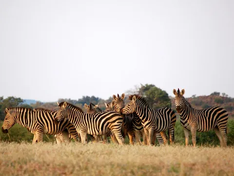 Zebras in Botswana auf einer Abenteuerreise mit globerocker