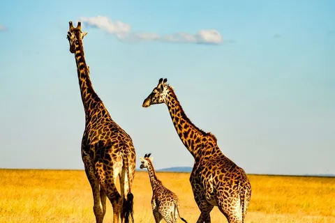 Giraffen in Kenia bei einer Gruppenreise mit globerocker
