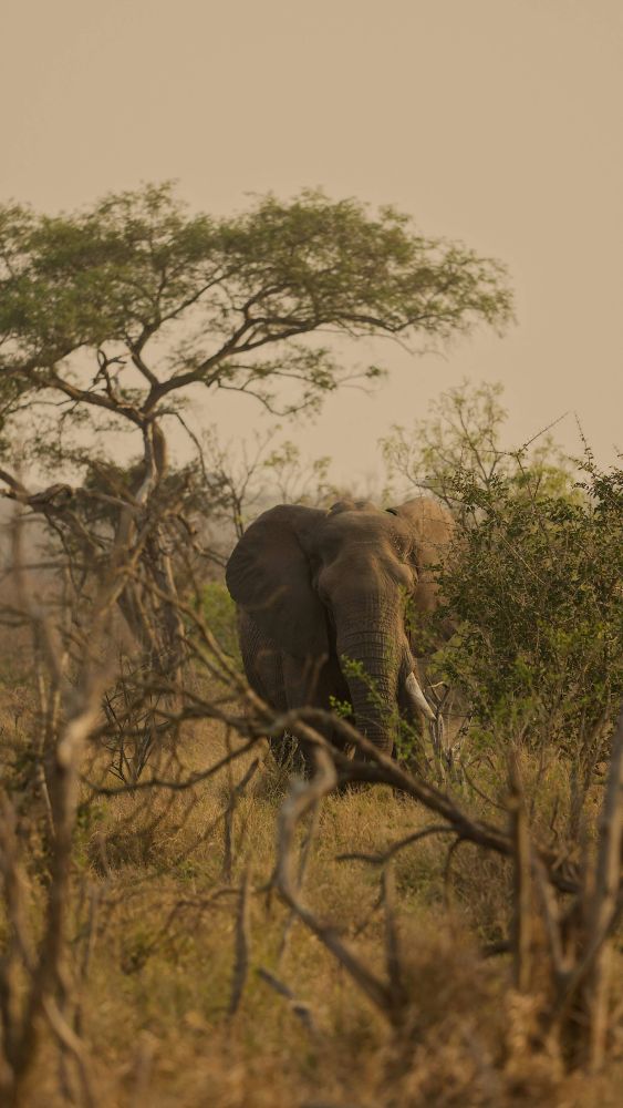 globerocker Reisen nach Eswatini