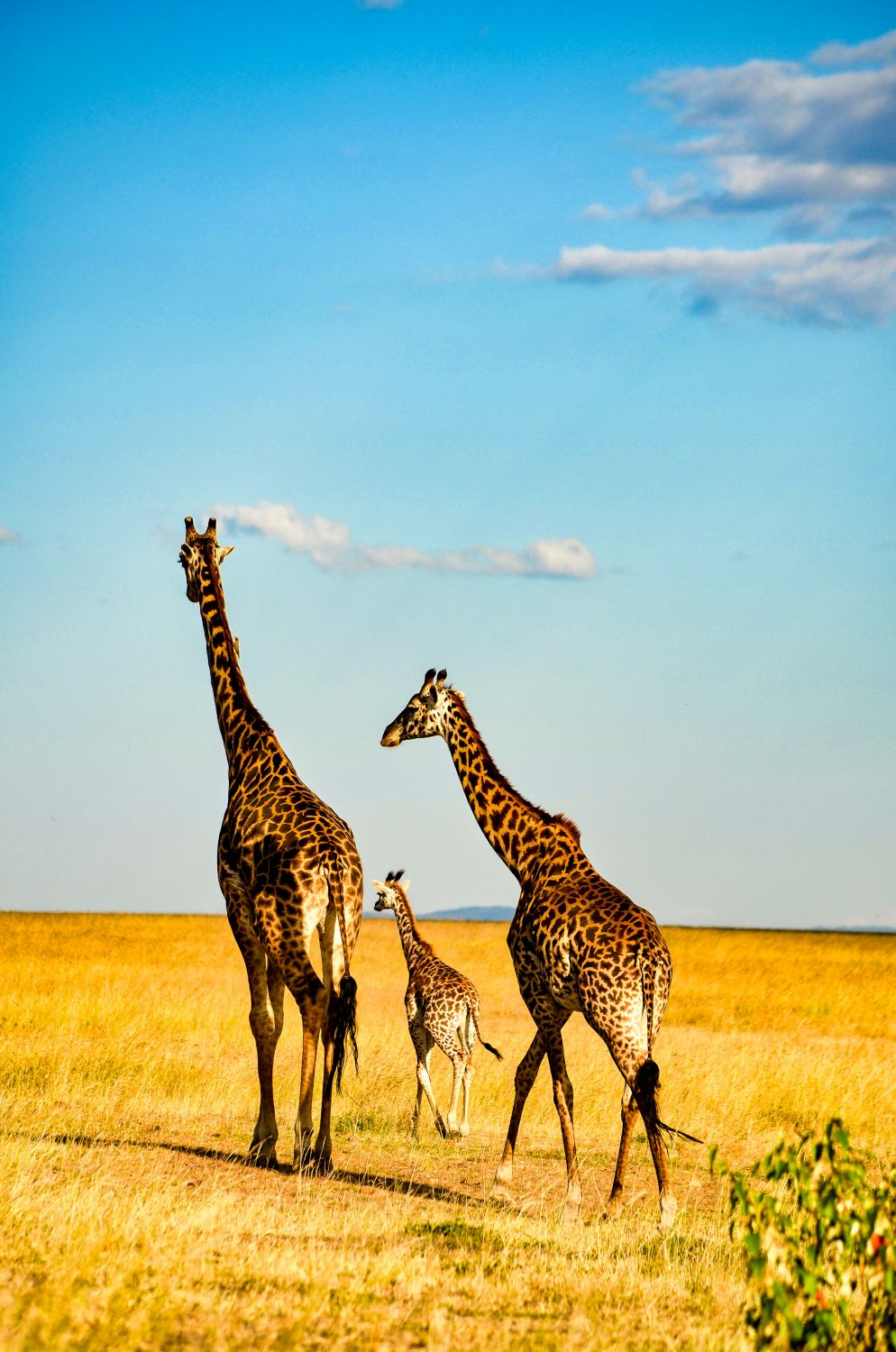 globerocker Reisen nach Kenia